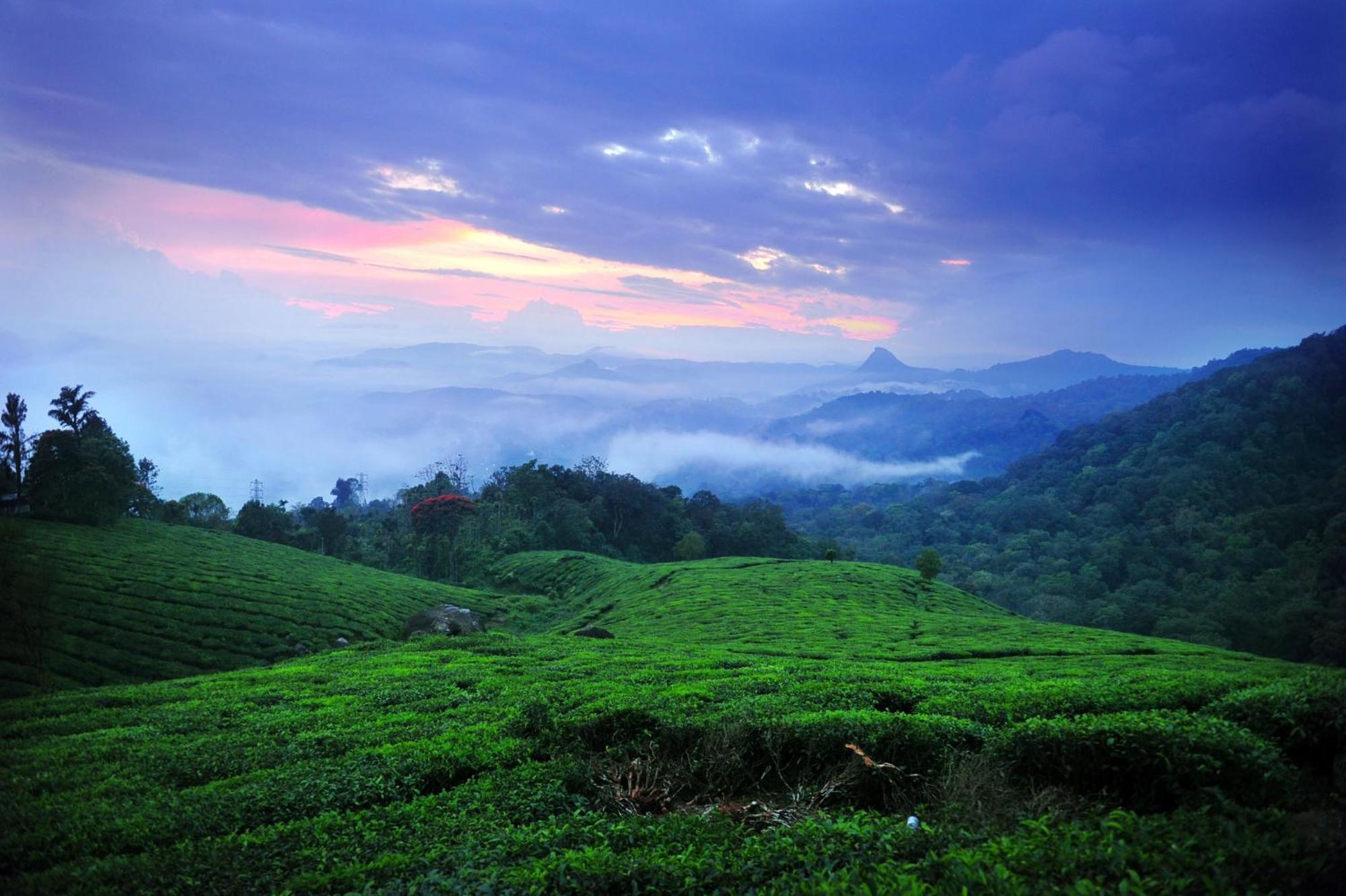 Violet Woods Hotel Munnar Buitenkant foto